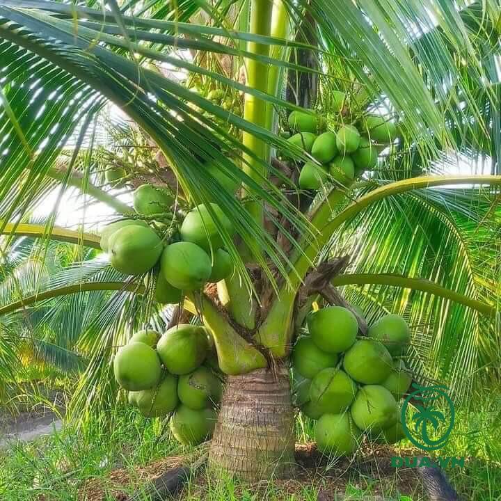 Standard coconut and pineapple seedlings